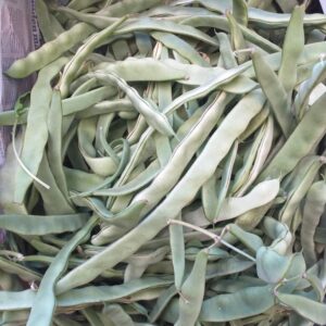 Chauchas anchas agroecológicas x 1kg