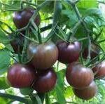 Tomate Cherry chocolate agroecológico x 1kg