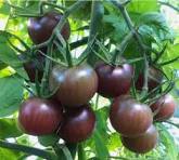 Tomate Cherry chocolate agroecológico x 1kg