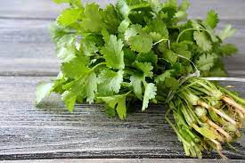 Cilantro agroecológico x atado