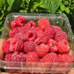 Frambuesas agroecológicas congeladas