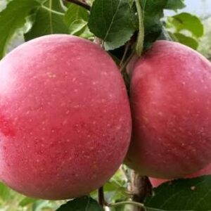 Manzana roja Fuji agroecológica x 1 kg
