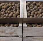 Kiwi agroecológico x 500gr