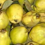 Membrillos orgánicos x kg