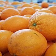 Cajón de naranjas agroecológicas x 15 kg aprox