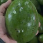 Palta Silvestre UTT x unidad