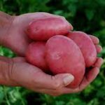 Papa Roja Agroecológica OFERTAZO x 1 kg