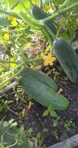 Pepino agroecológico x 1 kg