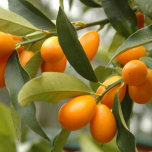 Quinoto agroecológico x kg