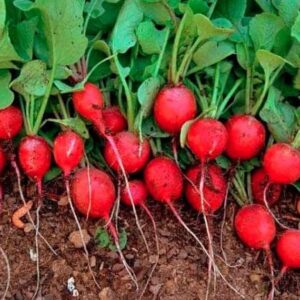 Rabanitos agroecológicos x paq