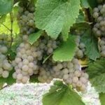 Uvas blancas agroecológicas x 1/2kg