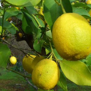 Limón Agroecológico de Corrientes x 1kg