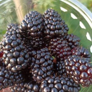Zarzamoras agroecológicas congeladas